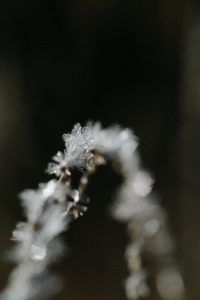 white snow on brown stem